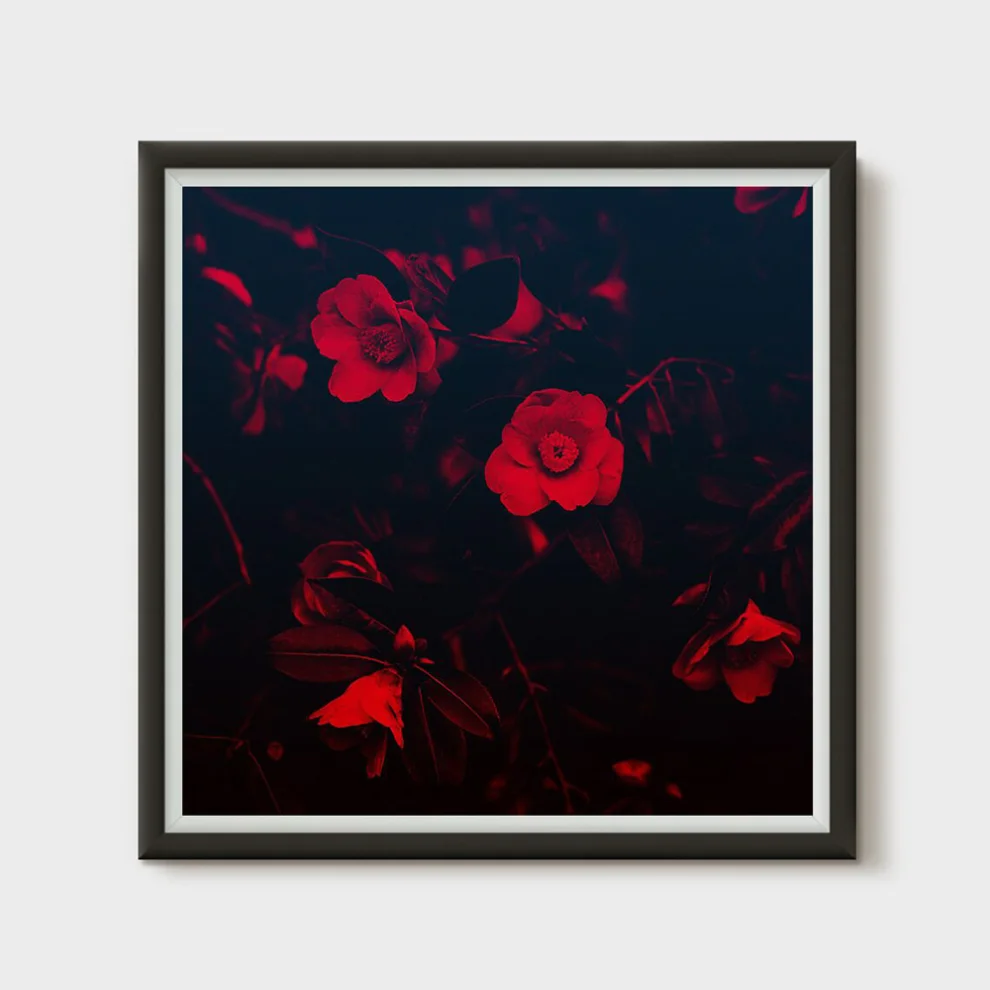 Action Zebra	 - Red Flower Poster