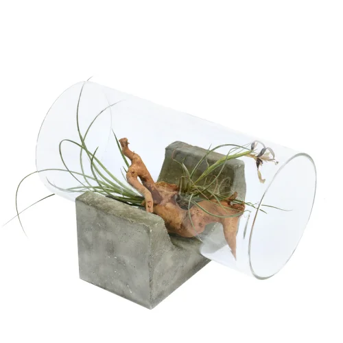 Urban Atölye - Yatay Airplant Glass Case