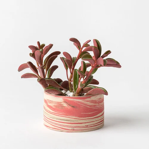 Masuma Ceramics - Fuchsia Pot