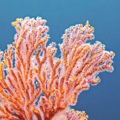 abtira | garden - Coral Sea Retinollü Cilt Derinlemesine Onarıcı Serum