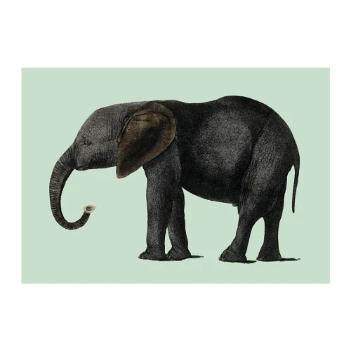 Sauca Collection	 - Green Elephant Printing