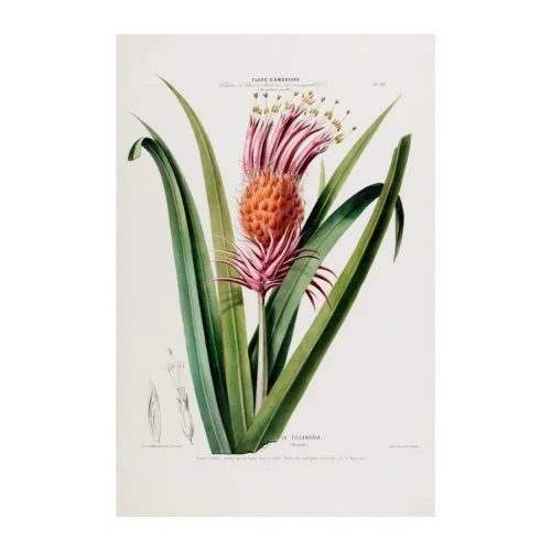 Sauca Collection	 - La Tillandria Botanical Poster