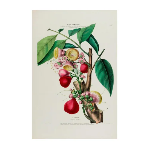 Sauca Collection	 - L’Eugenie Botanical Poster