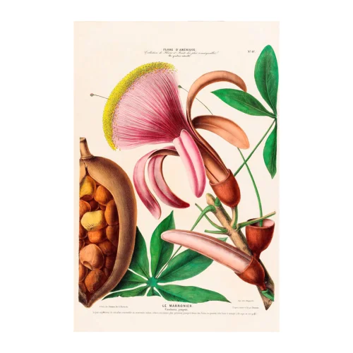 Sauca Collection	 - Le Marronier Botanical Poster