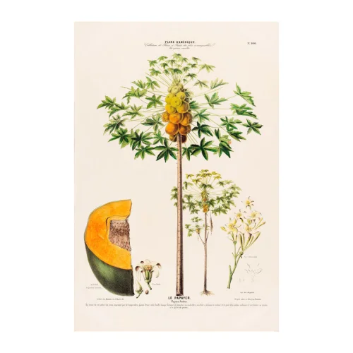 Sauca Collection	 - Le Papayer Botanical Poster