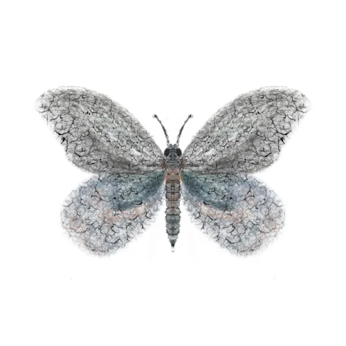 Meral Bilkay Art & Design Studio - Butterfly 02 Fine Art Printing