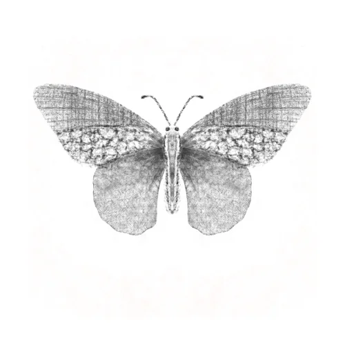 Meral Bilkay Art & Design Studio - Butterfly 03 Fine Art Printing