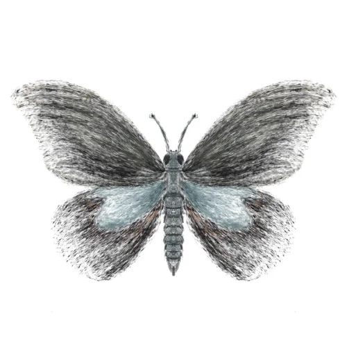 Meral Bilkay Art & Design Studio - Butterfly 04 Fine Art Printing