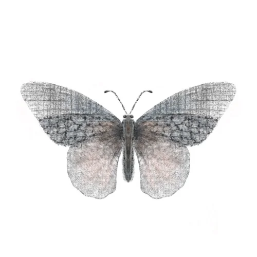 Meral Bilkay Art & Design Studio - Butterfly 06 Fine Art Printing