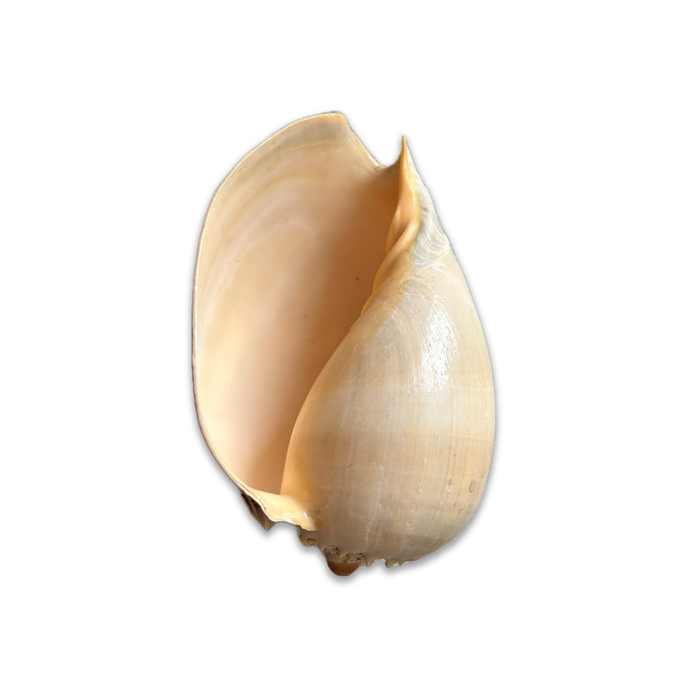 Natural Seashell Decorative Object No.11