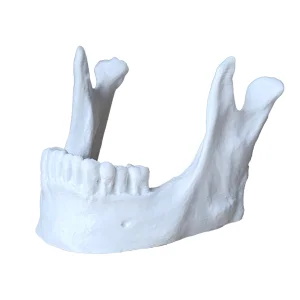 Çene Kemiği Telefon Standı